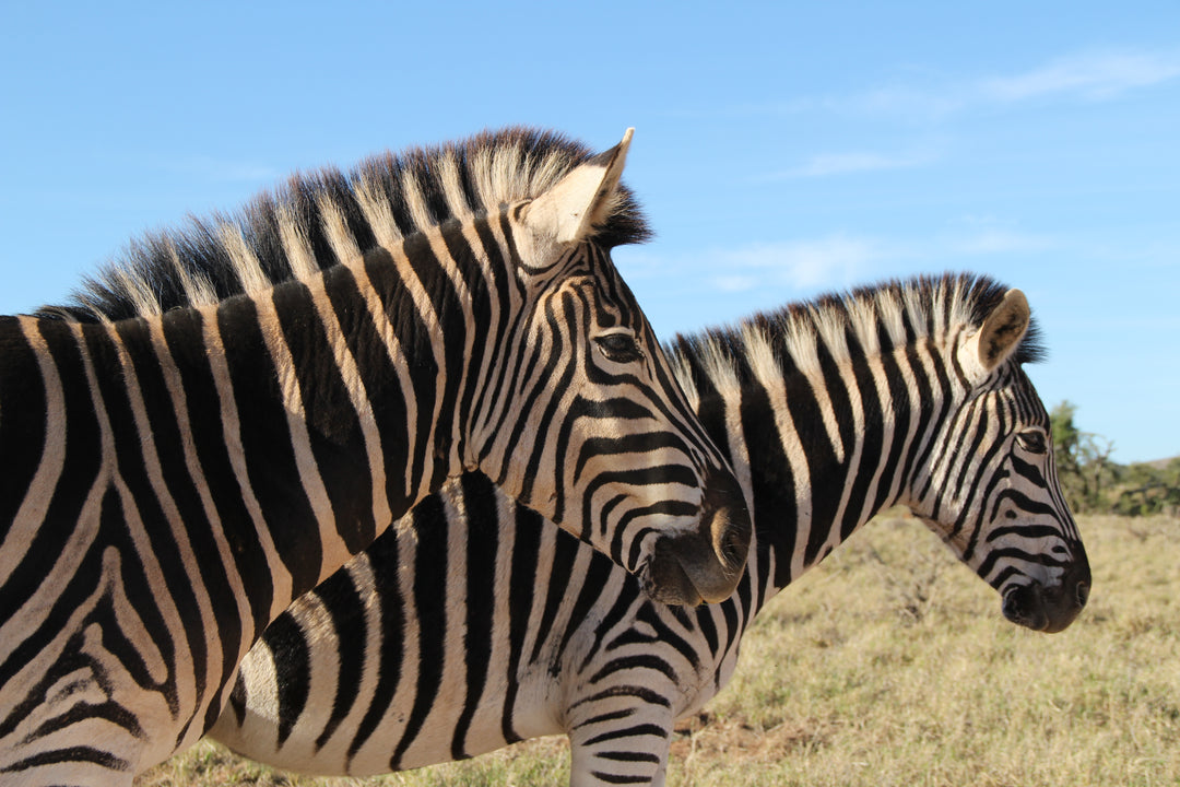 3 redenen waarom je naar Zuid-Afrika moet!