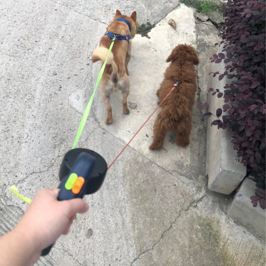 Dubbele Uittrekbare Hondenriem met Zaklamp 5