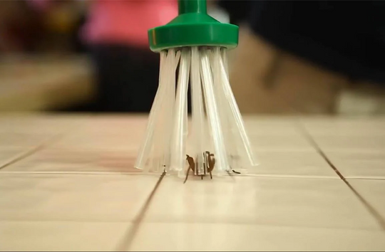 Insectenvanger