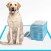 Honden plasmatjes Belleza