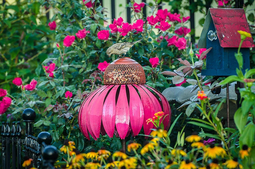 Coneflower Vogel Voederhuisje Belleza