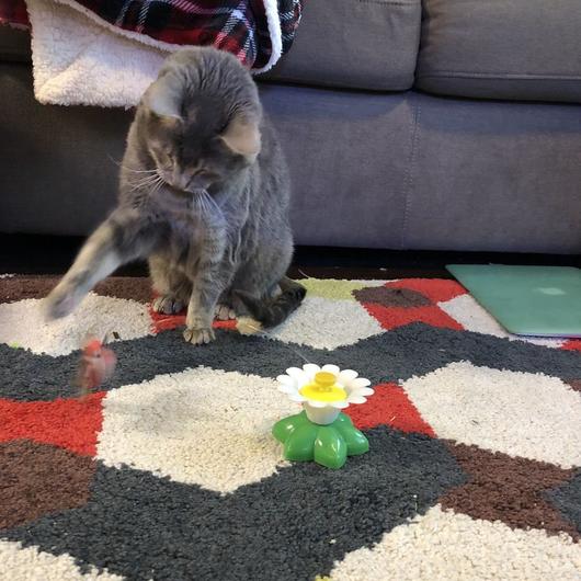Interactief Katten Speeltje dieren