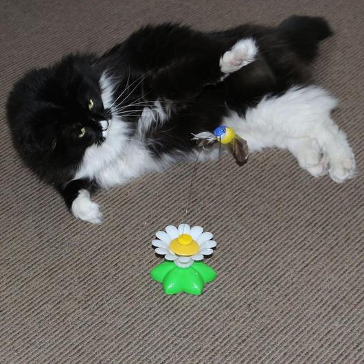 Interactief Katten Speeltje dieren