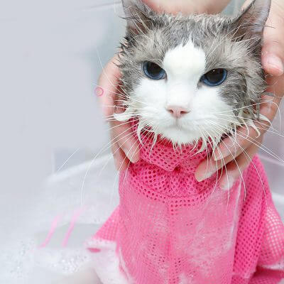 Pet Grooming Badzak Belleza