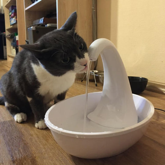Premium automatische drinkfontein voor katten Belleza