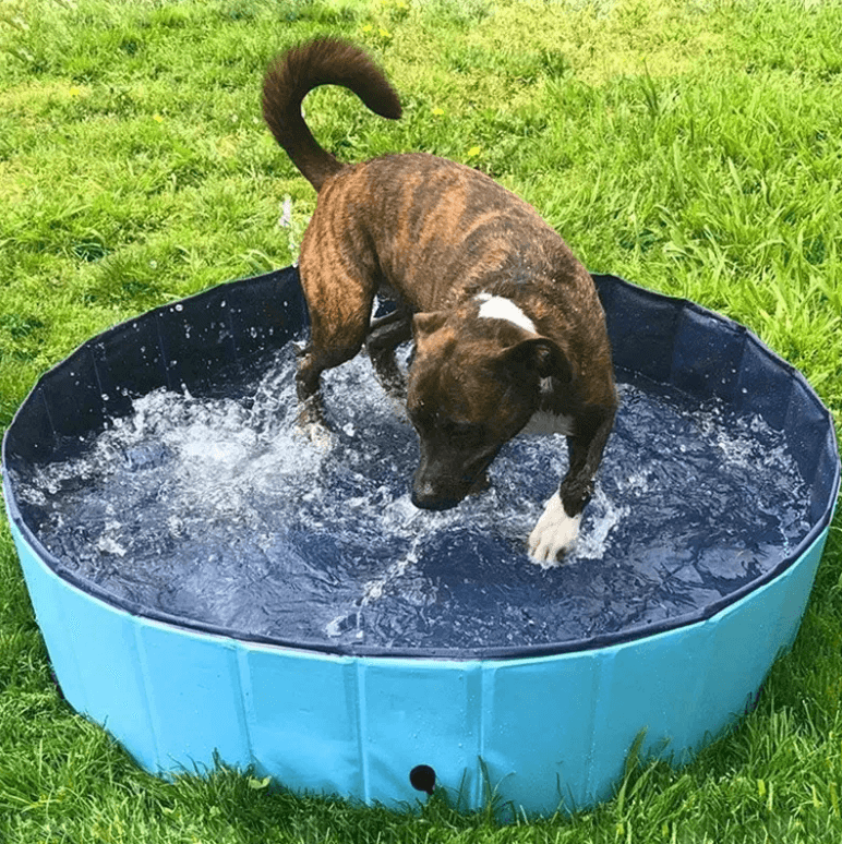 Draagbaar Hondenzwembad Belleza