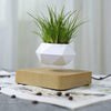 Heflucht Bonsai Pot