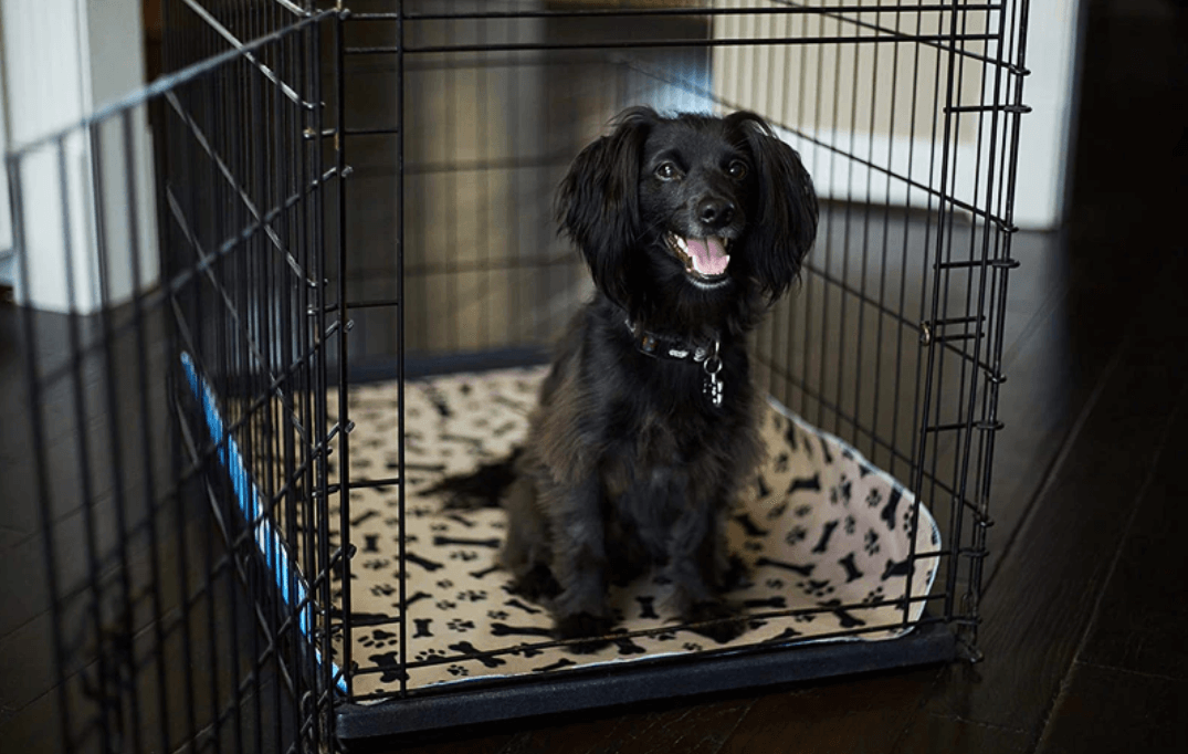 Herbruikbare honden plasmat Belleza