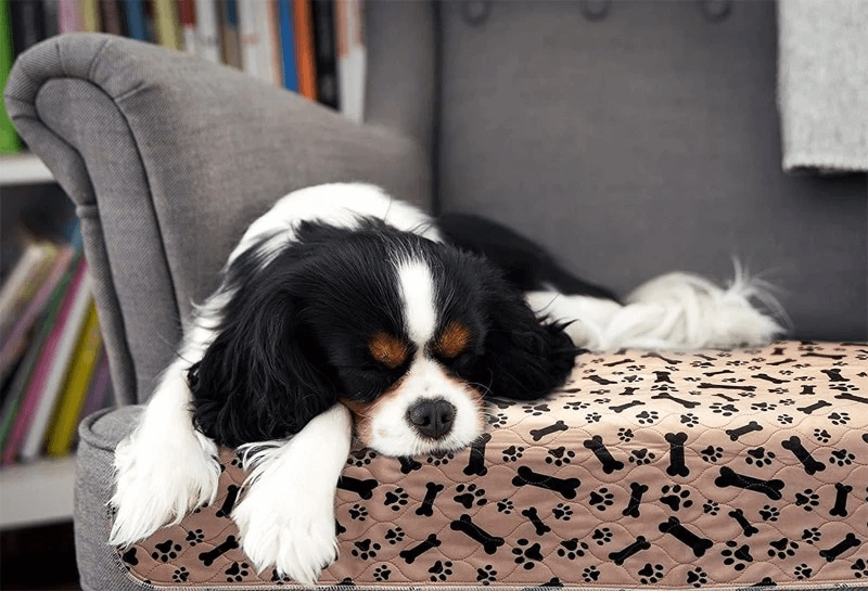 Herbruikbare honden plasmat Belleza