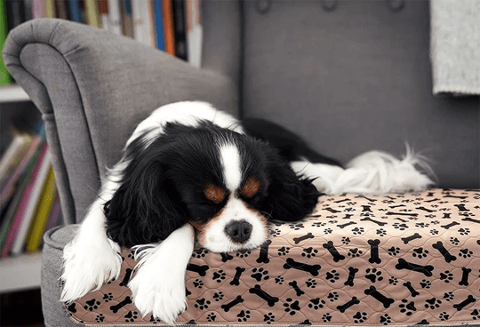 Herbruikbare honden plasmat Belleza