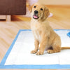 Honden plasmatjes Belleza