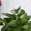 Zelf-drenkende Plantenbol Belleza